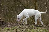 DOGUE ARGENTIN 492
